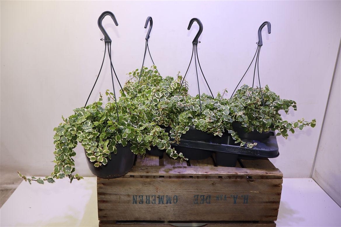 <h4>arr8 Fic Pu Sunny</h4>