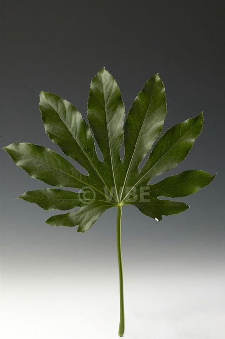 Aralia Medium