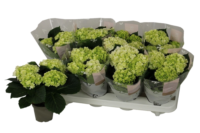 <h4>Hydrangea mac. 'Florencia'</h4>