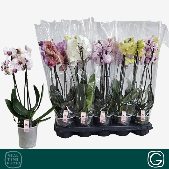 <h4>PHAL GEM 4 KL</h4>