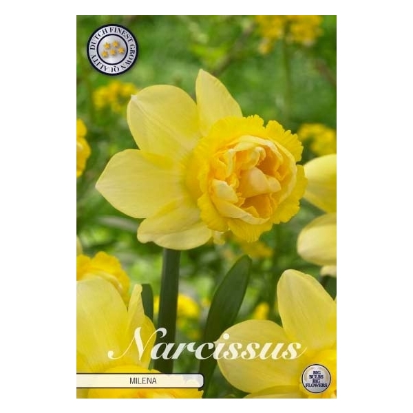 <h4>Narcissus Double Milena x5 14/16</h4>