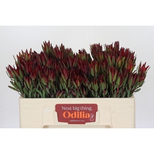 Leucadendron Blush Spray
