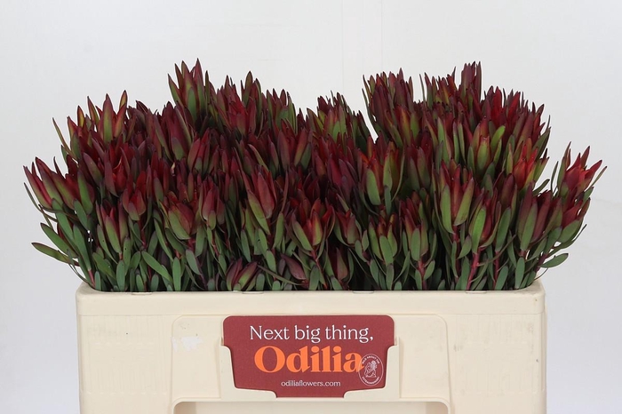 <h4>Leucadendron Blush Spray</h4>