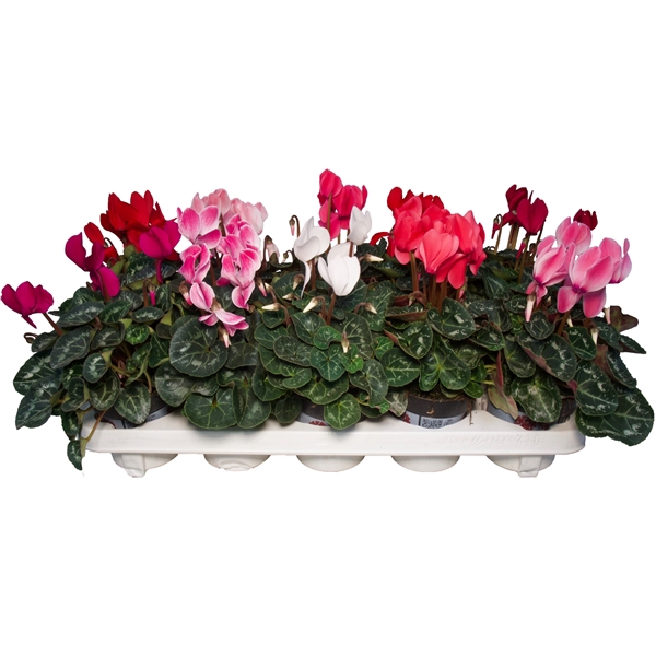 <h4>Cyclamen Alure mix</h4>