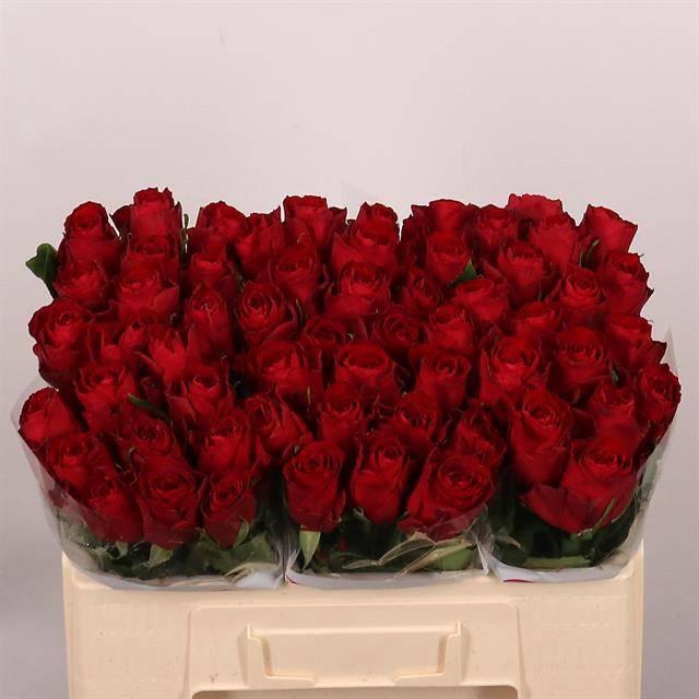 <h4>R GR MADAM RED</h4>