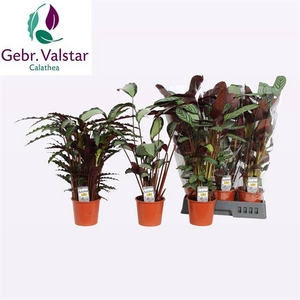 !! PROMO !! CALAT GEM 3 SRT