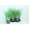 Panicum Virgatum Totem Pole Prairie Sky'
