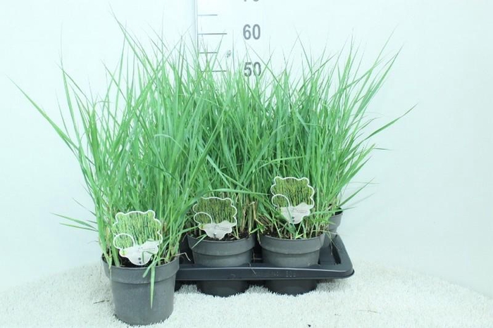 <h4>Panicum Virgatum Totem Pole Prairie Sky'</h4>