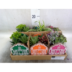 Arr.   Kamerplant Groen L%