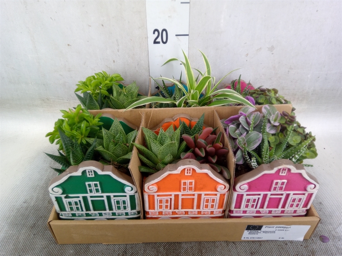 <h4>Arr.   Kamerplant Groen L%</h4>