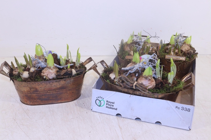 <h4>ARR BOL KNOLGEWAS</h4>