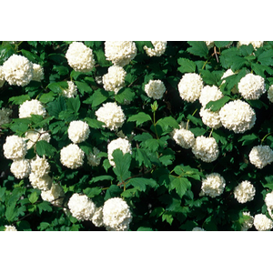 Viburnum overig
