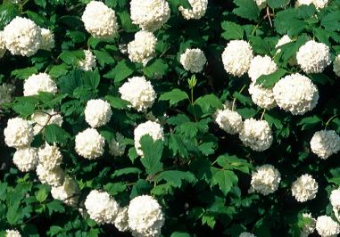 <h4>Viburnum overig</h4>