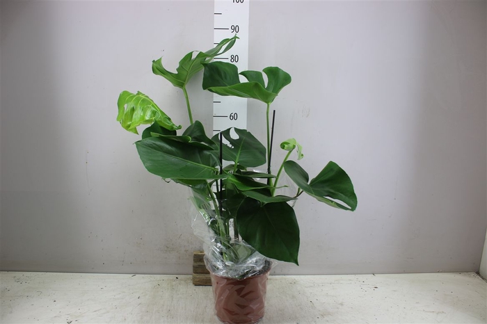 <h4>Monstera Deliciosa</h4>
