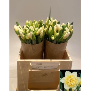 NARCISSUS ICE KING 29 GR.