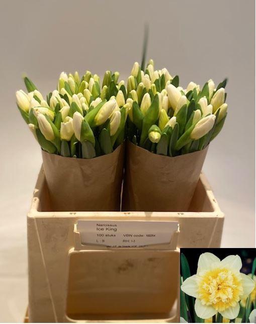 <h4>NARCISSUS ICE KING 29 GR.</h4>