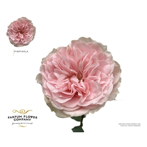 Rosa Garden Pimpinela