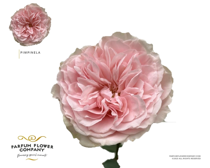 <h4>Rosa Garden Spray Pimpinela</h4>