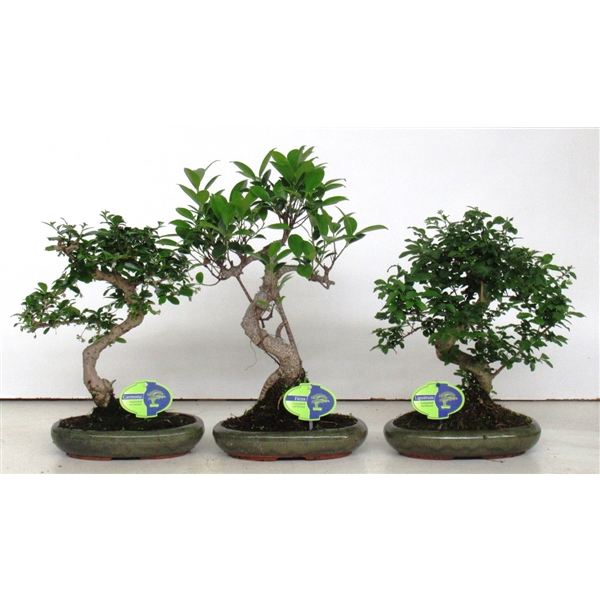 <h4>Bonsai mix, indoor, 24cm., shape, without drip tray</h4>