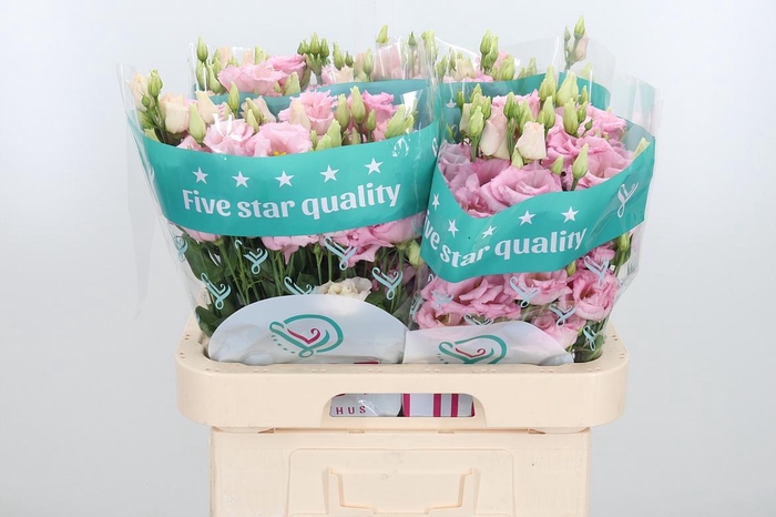 <h4>Eus G Cotton Candy</h4>