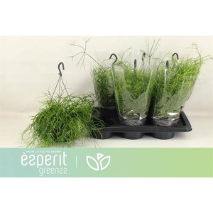 Rhipsalis cassutha Cassera (Cites) 17Ø 25cm