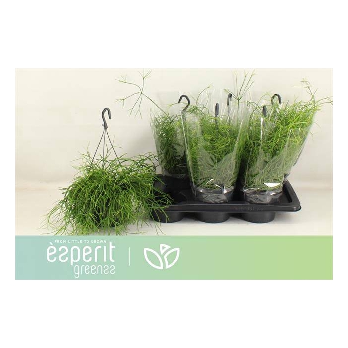 <h4>Rhipsalis cassutha Cassera (Cites) 17Ø 25cm</h4>
