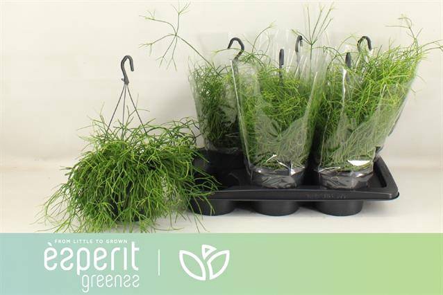 Rhipsalis cassutha Cassera (Cites) 17Ø 25cm