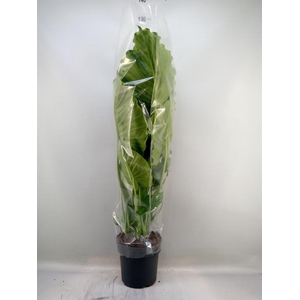 Alocasia gageana