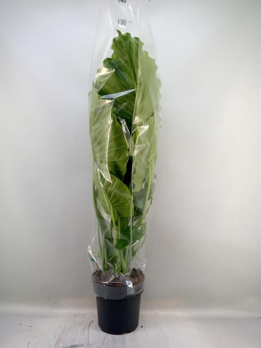 <h4>Alocasia gageana</h4>