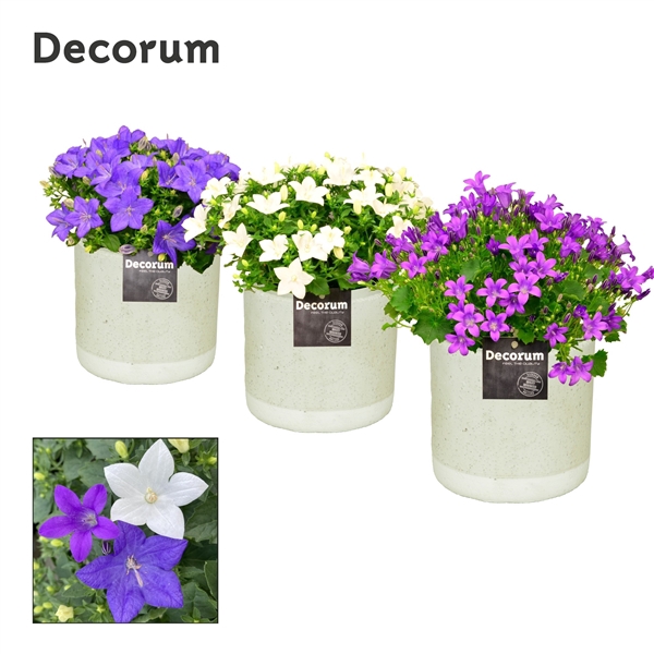 <h4>Campanula Mix Decorum Jade</h4>