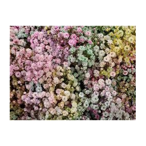 GYPS XLENCE TINTED RAINBOW