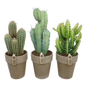 Cactus gemengd