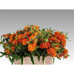 Asclepias Tuberosa