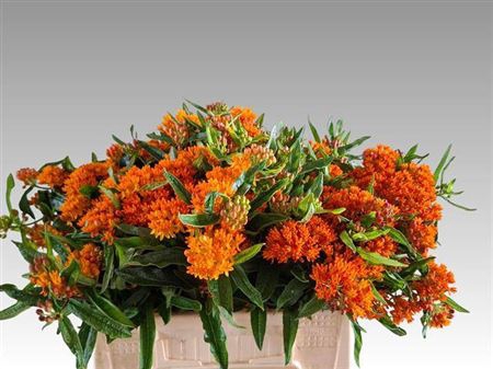 <h4>Asclepias Tuberosa</h4>
