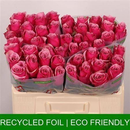 <h4>R Gr Majestic Athena</h4>