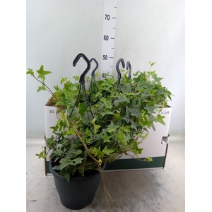 Hedera helix 'Mona Lisa'