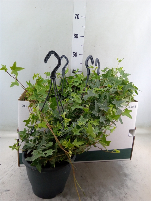 <h4>Hedera helix 'Mona Lisa'</h4>