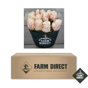 R GR POMAROSA (BOX)