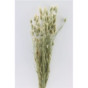 Dried Phalaris Natural Bunch