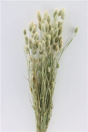 <h4>Dried Phalaris Natural Bunch</h4>