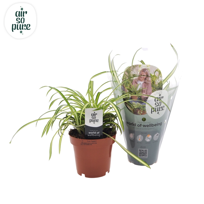 <h4>Chlorophytum  'Atlantic'</h4>