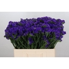 Limonium Navy Sun Birds