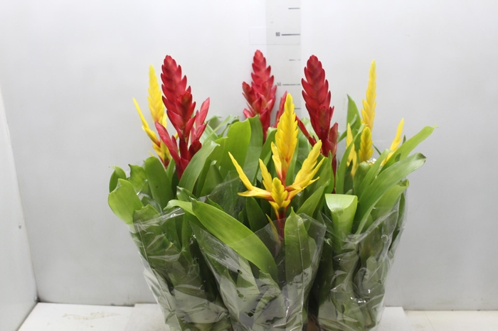 <h4>VRIESEA P12</h4>