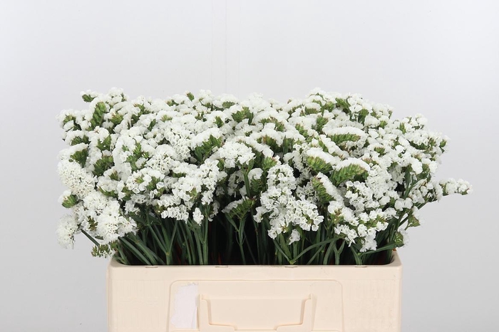 <h4>Statice White</h4>