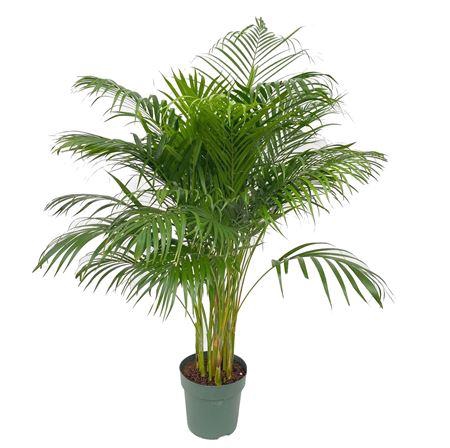 <h4>Areca Dypsis Lutescens (bark)</h4>