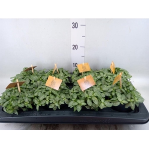 Fittonia verschaf.