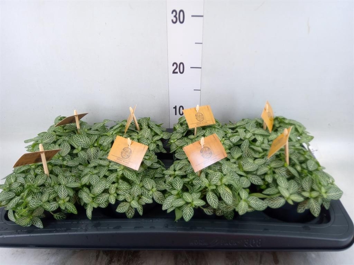 <h4>Fittonia verschaf.</h4>