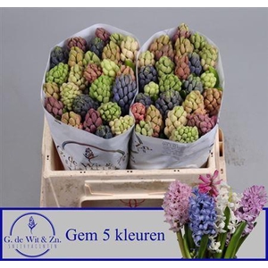 Hyac Gem 5 Kleuren