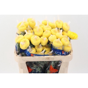 Chr G Astroid Yellow