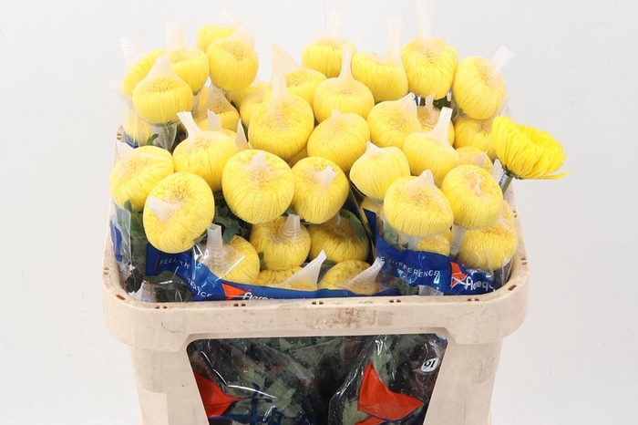 <h4>Chr G Astroid Yellow</h4>